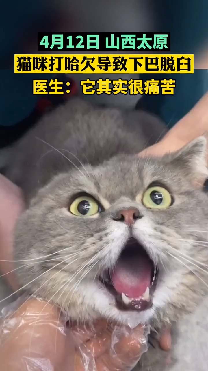 4月12日,山西太原,猫咪打哈欠下巴脱臼 ,医生:它其实很苦!