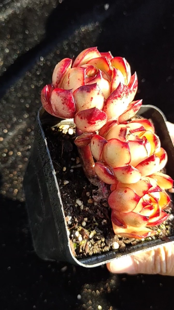 保利安娜老桩 极致状态