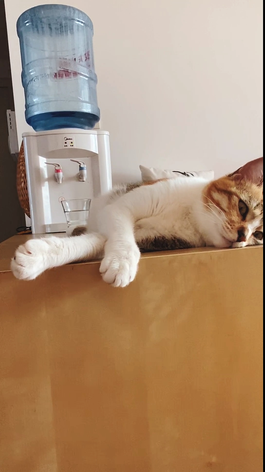 全民正能量#乖乖在家躺着,不乱窜 不捣乱 不乱说话就是贡献