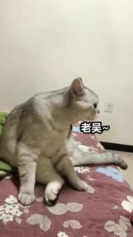 老吴把小花让给了小灰,可惜小灰一激动乐极生悲