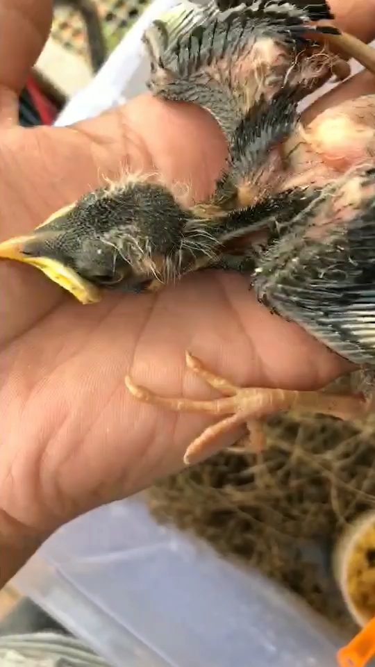 正宗的曾城黑八幼鸟,太漂亮了