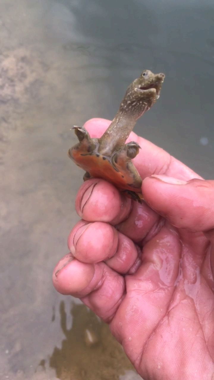 小甲鱼#小甲鱼:我脖子长不长