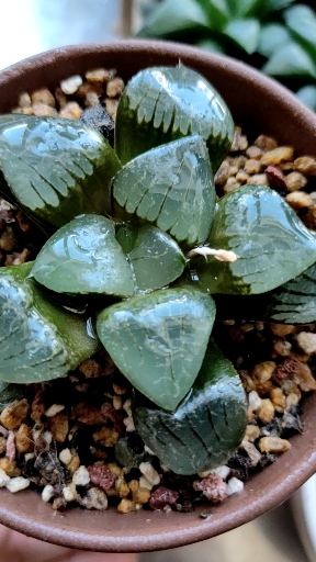 日月潭寿,当初不到三十入的