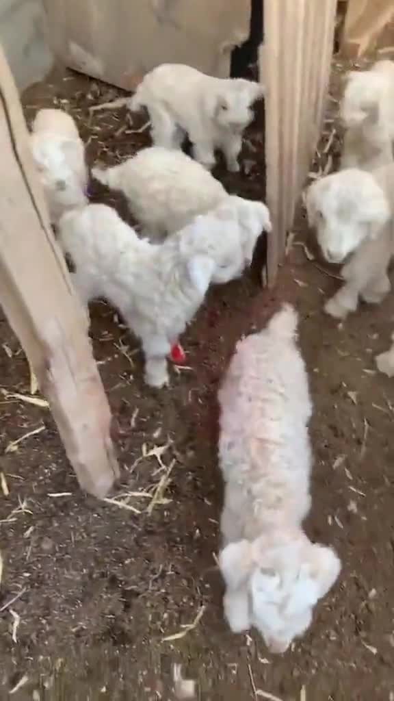 刚出生的小羊羔最可爱了,看到谁都会叫妈妈喔,如果你再逗逗它们的话