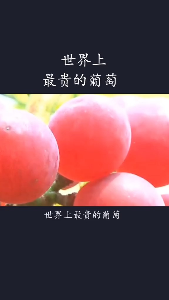 世界上最贵的葡萄浪漫红宝石一斤66万人民币