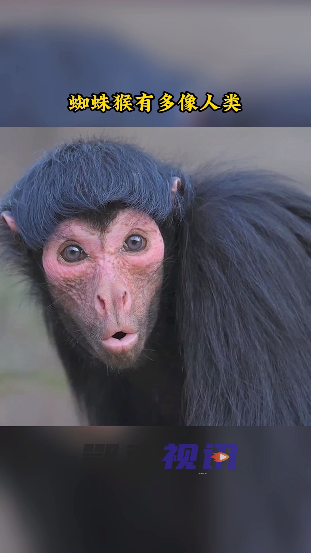 奇闻趣事抢先看#这种猴子,长得好像人,而且还是瓜子脸,大眼睛