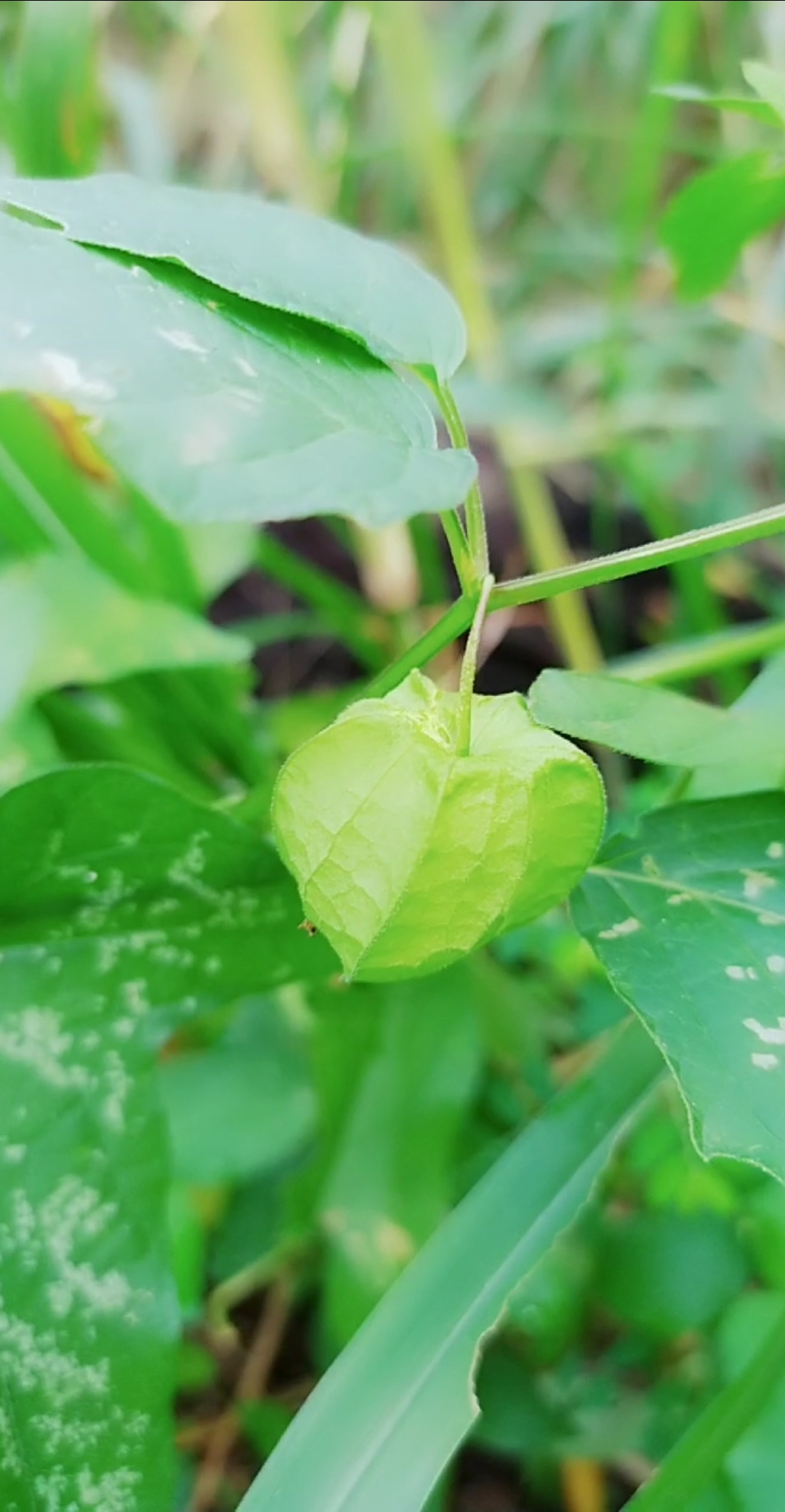 灯笼草草药图片图片