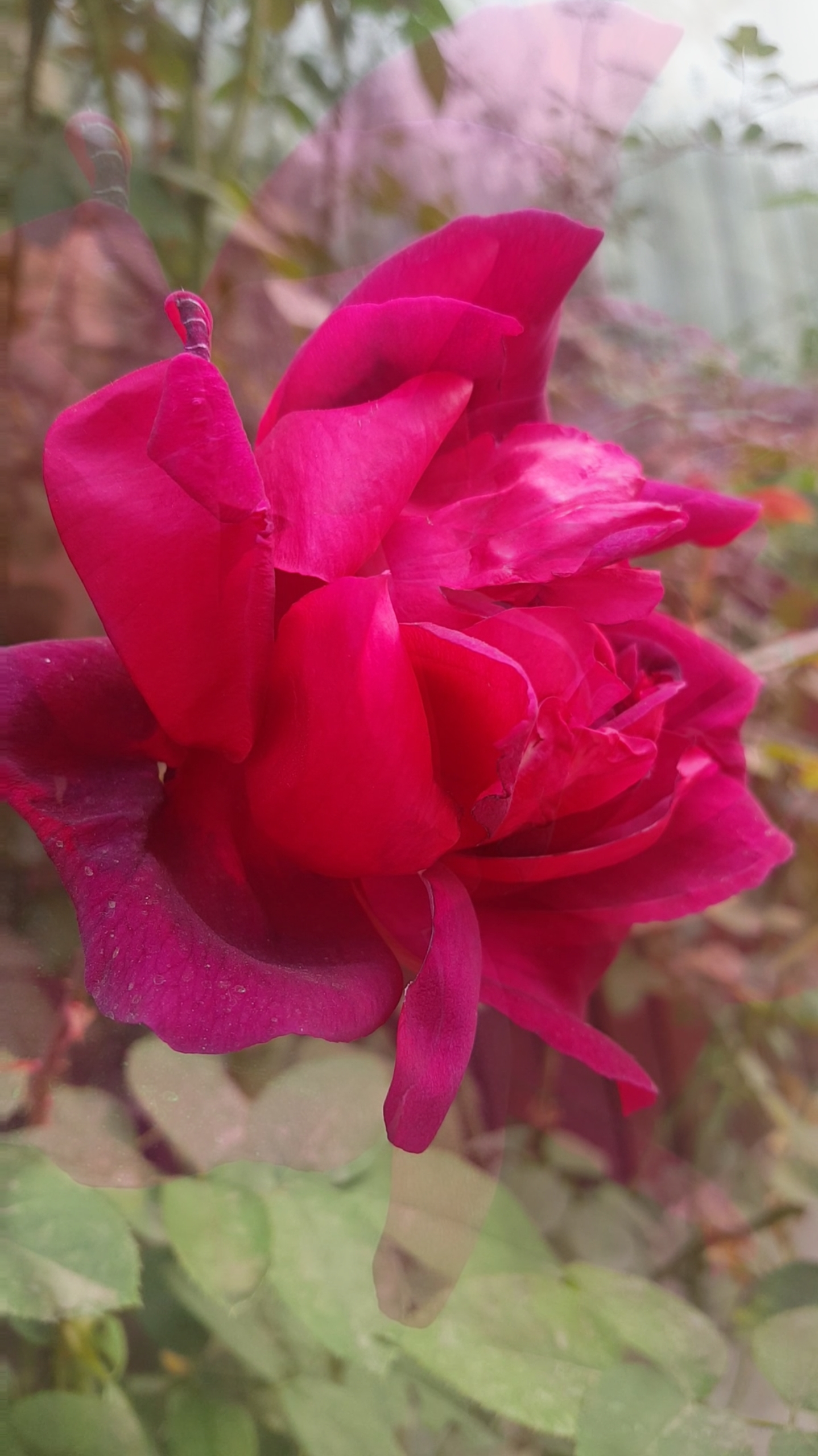 很少见的紫黑色月季花,诱人美丽!