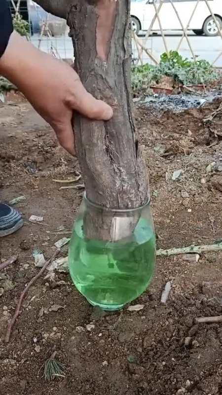 奇闻趣事抢先看#扦插十年以上五针松生根小技巧,一般人不懂-度小视