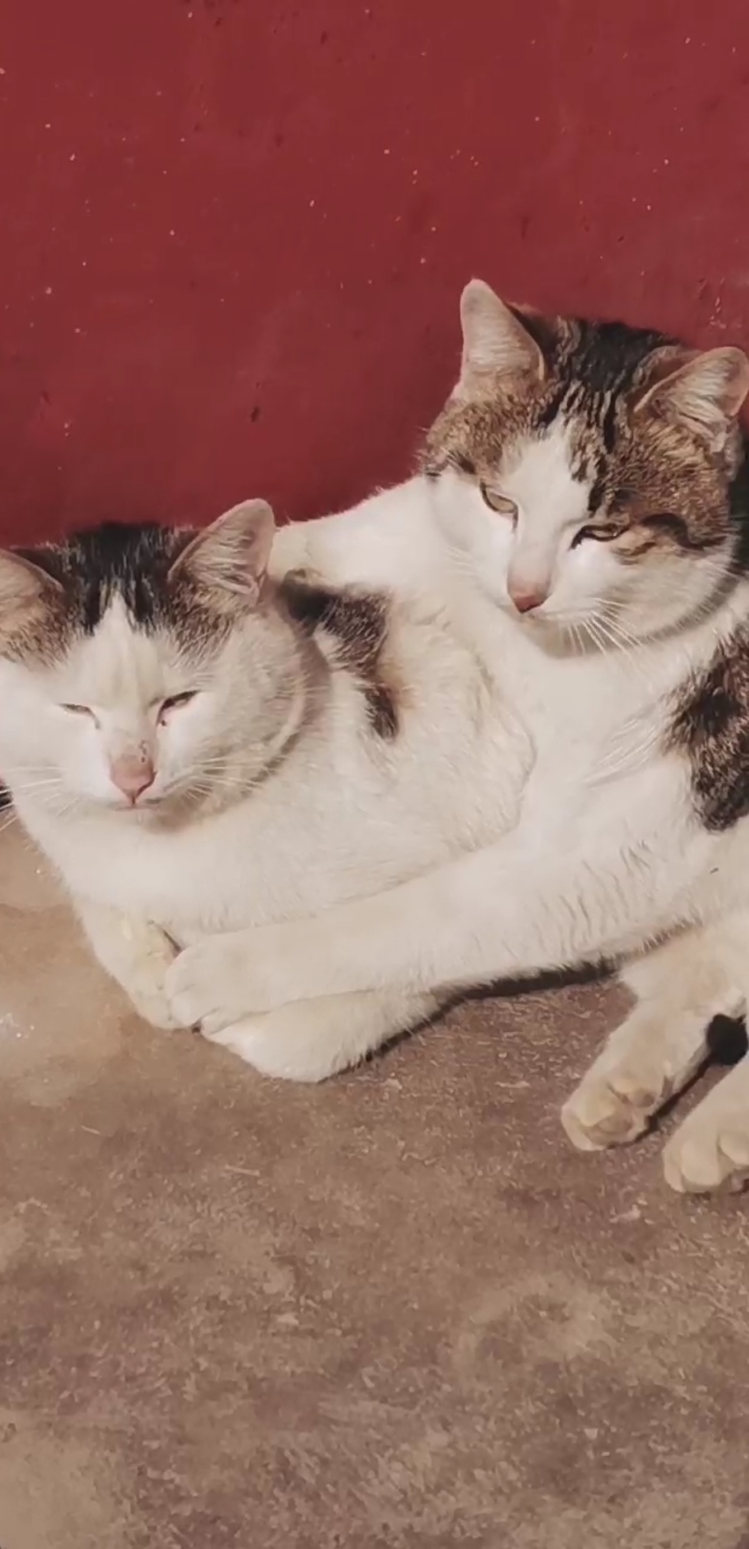 乡村生活#两只大肥猫