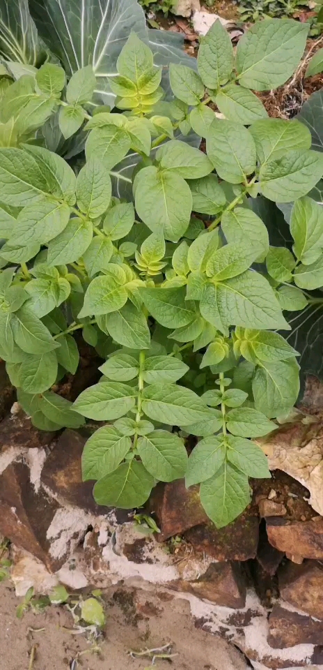 农村#这是阳芋,功效 抗衰老-度小视