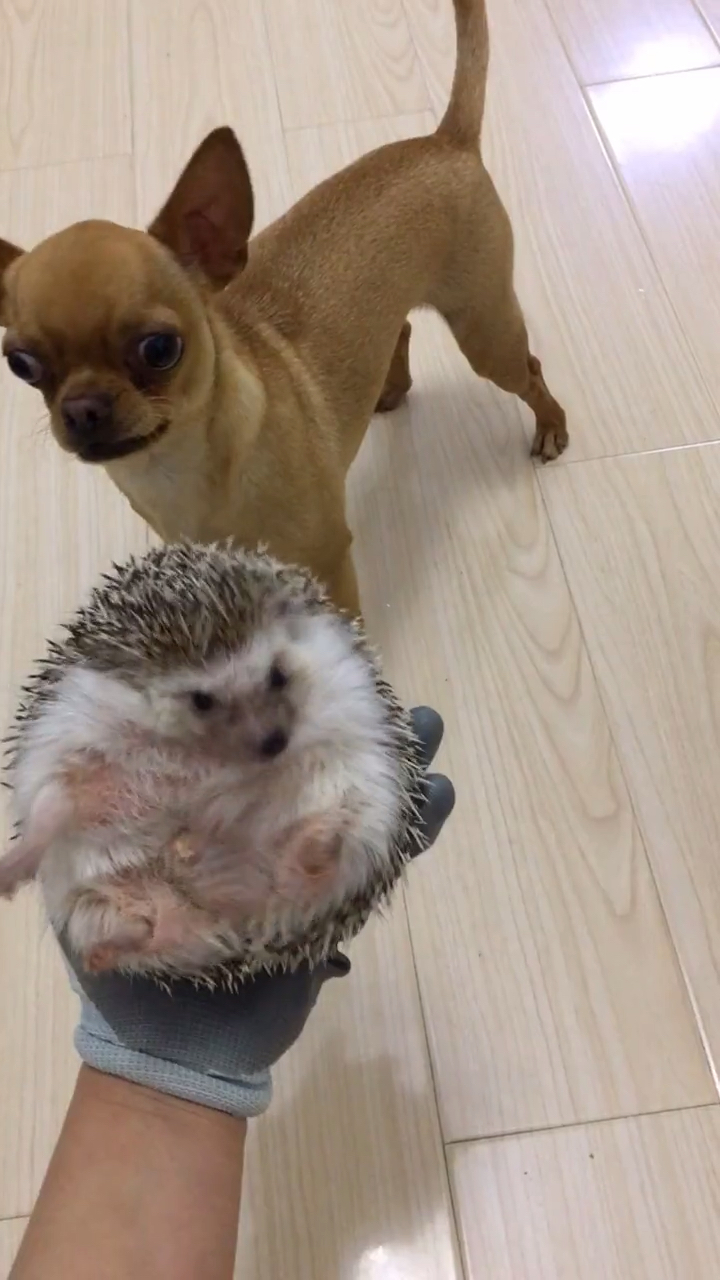 刺猬咬狗狗