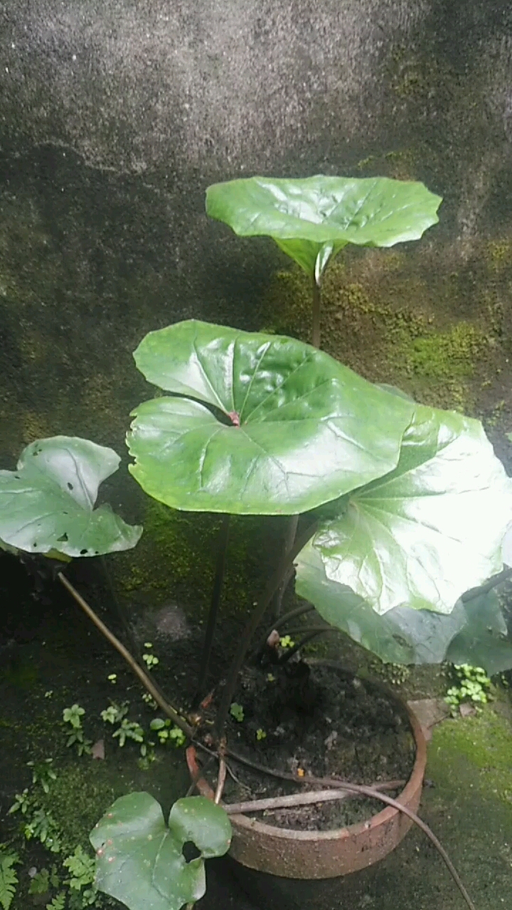 此草乡下叫乞丐碗.