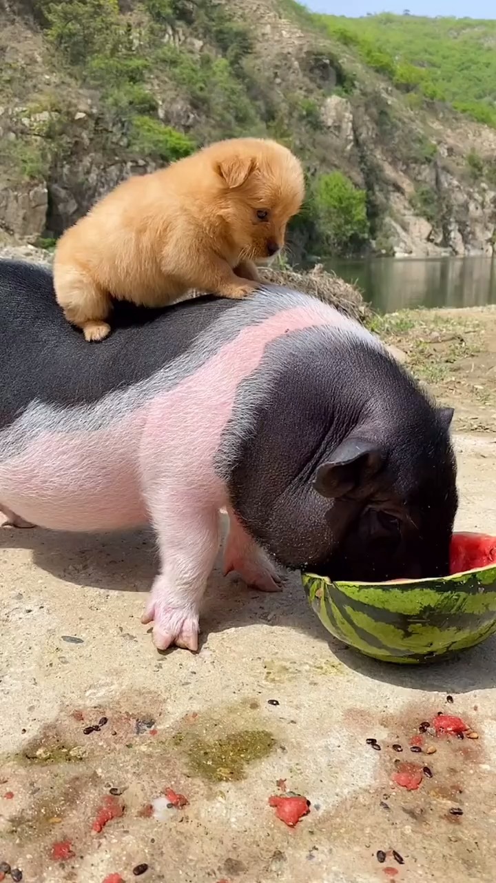 吃西瓜长大的猪