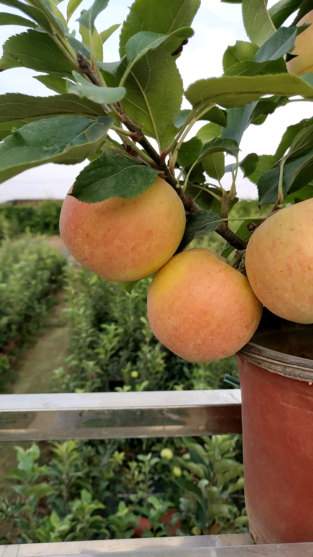 是不是应了网名树就那么大,果子大的很!有技术