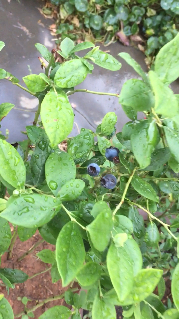 今年刚入的蓝莓就结果了,期待明年结的更多