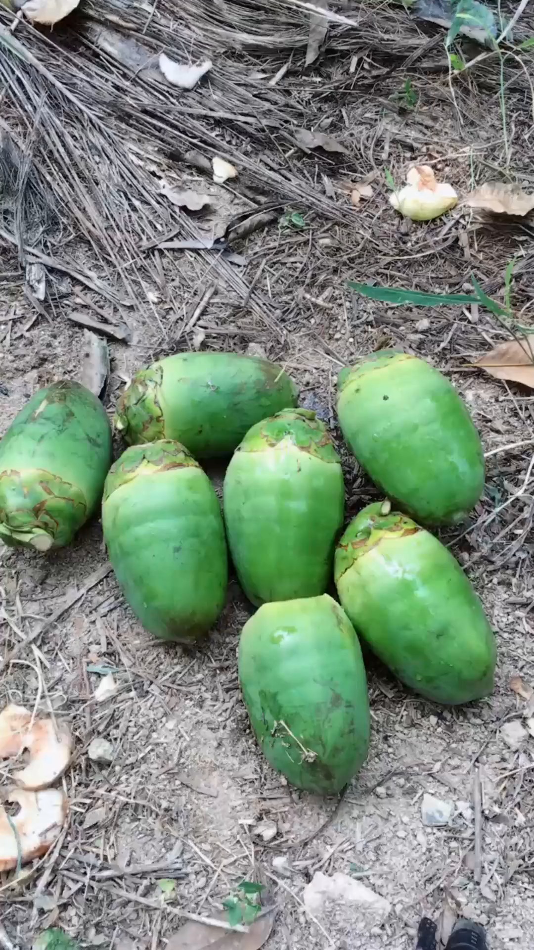 这个有点像槟榔的水果是什么比槟榔大比椰子小