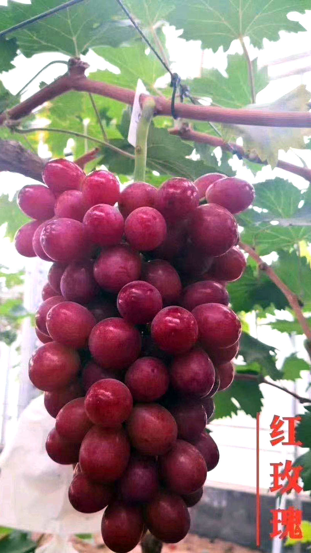 葡萄#中国红玫瑰葡萄除了口感自然甜蜜,这些功效更是它火爆的原因度 