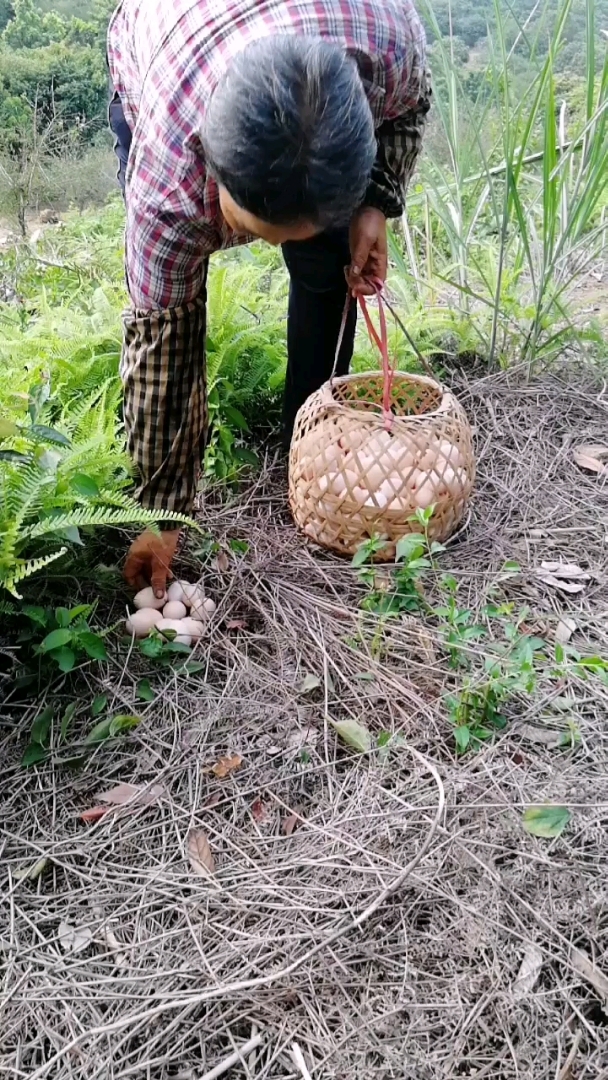 今天阿姨也来捡鸡蛋啦