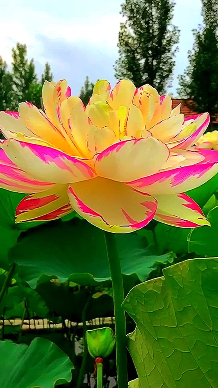 金黄色的莲花你见过吗?太美了!见者好运连连发大财