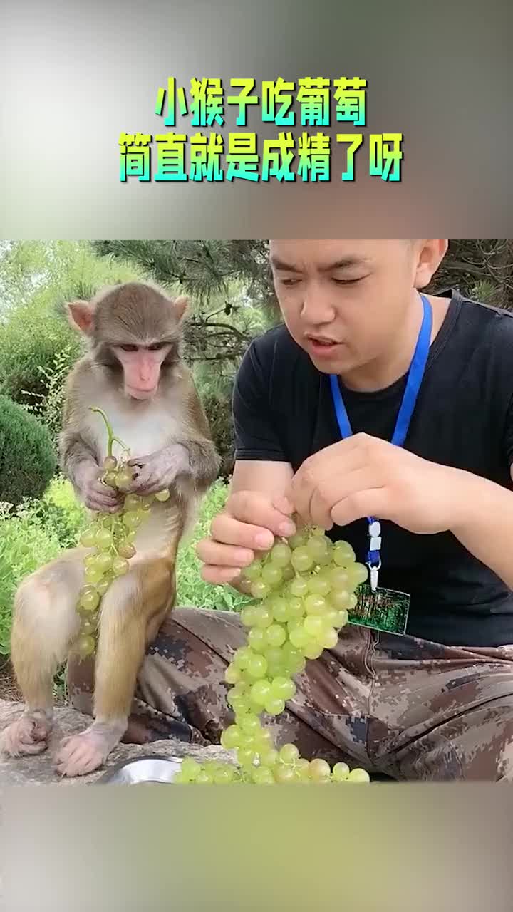 小猴子吃葡萄,简直就是成精了呀,胃口还真不错