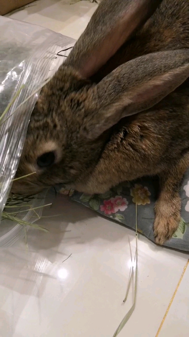 我家萌宠成精了#谁说兔子很笨听不懂话的?明明这么聪明的