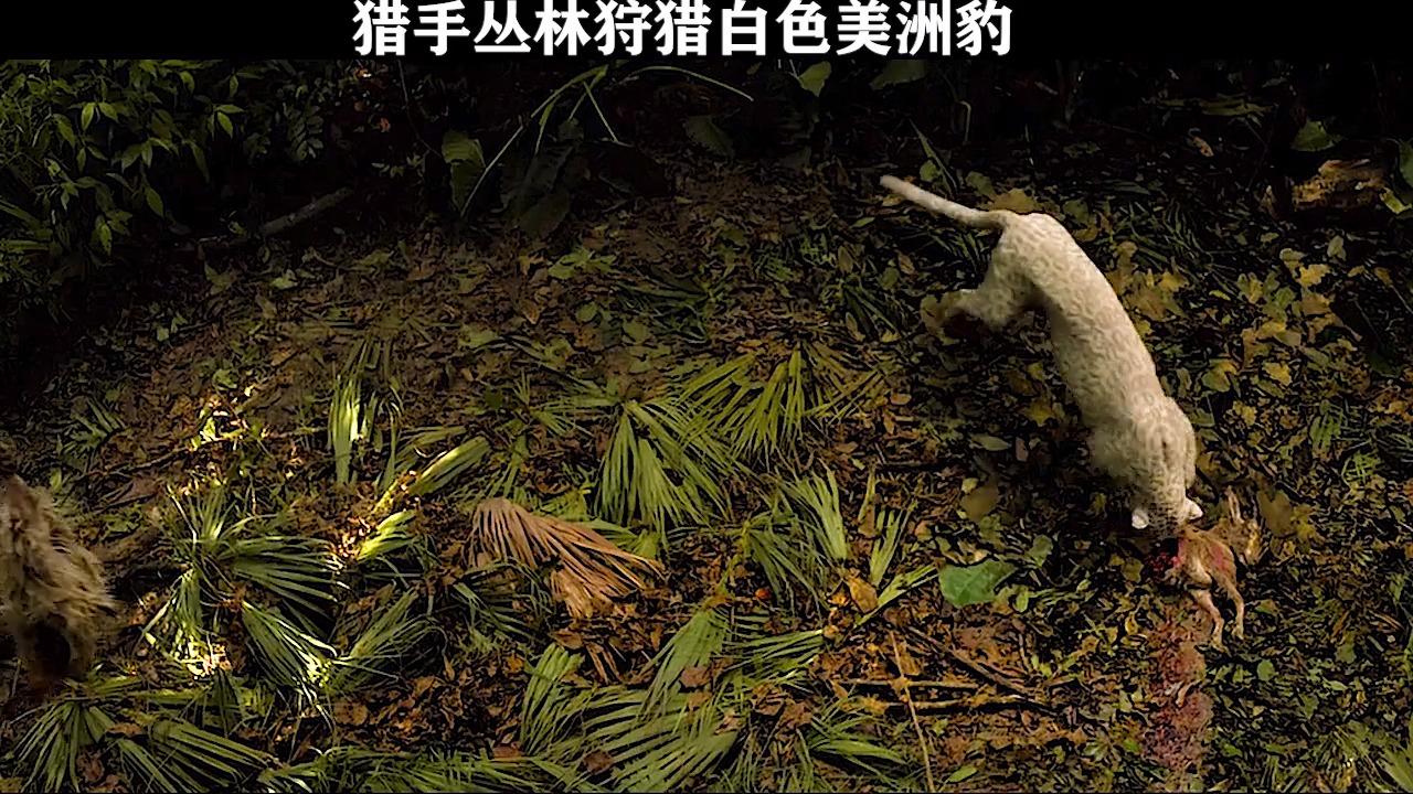 美洲豹#猎手丛林狩猎白色美洲豹