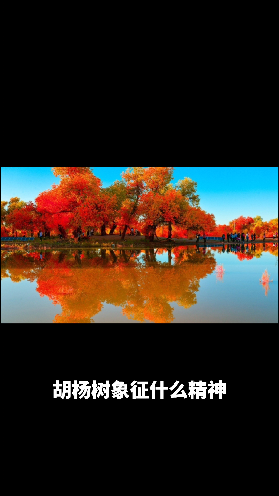 胡杨树象征什么精神