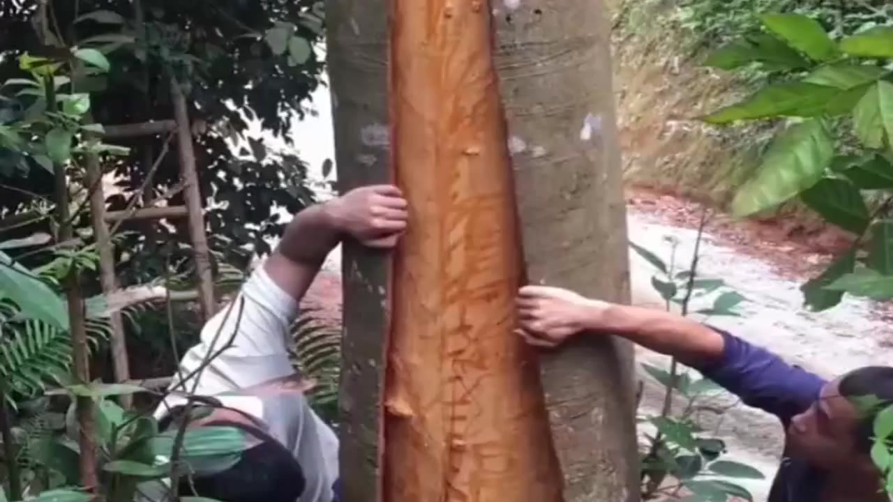 史上最大的桂皮,整棵树上摘取下来,是个很有技术含量的活