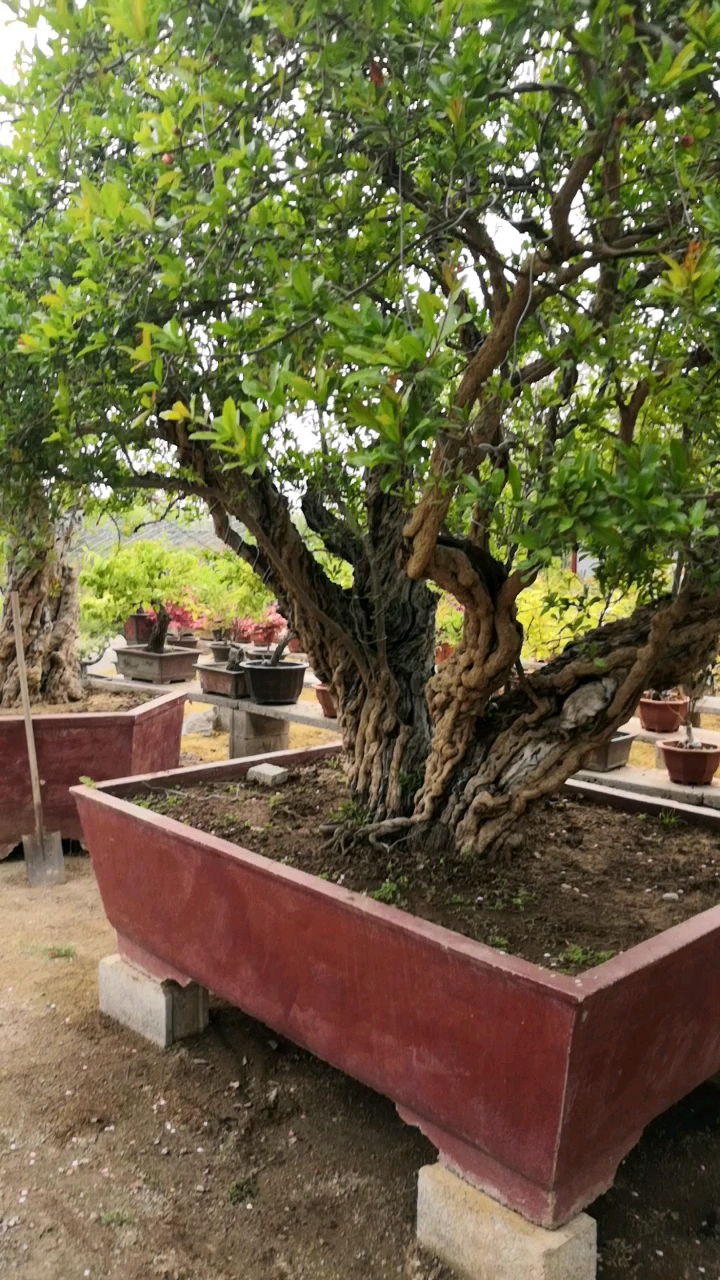 自家的超大型石榴树老桩枝繁叶茂,老劲十足