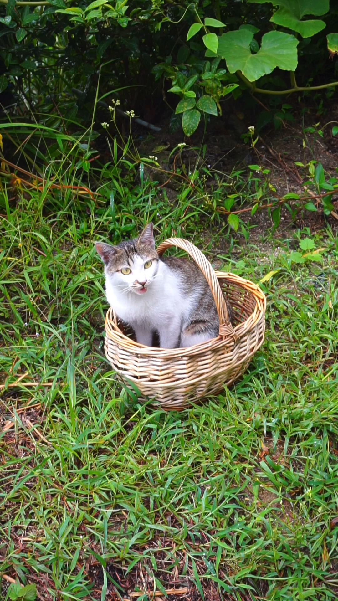 雪狸:我被篮子粘住了,出不来