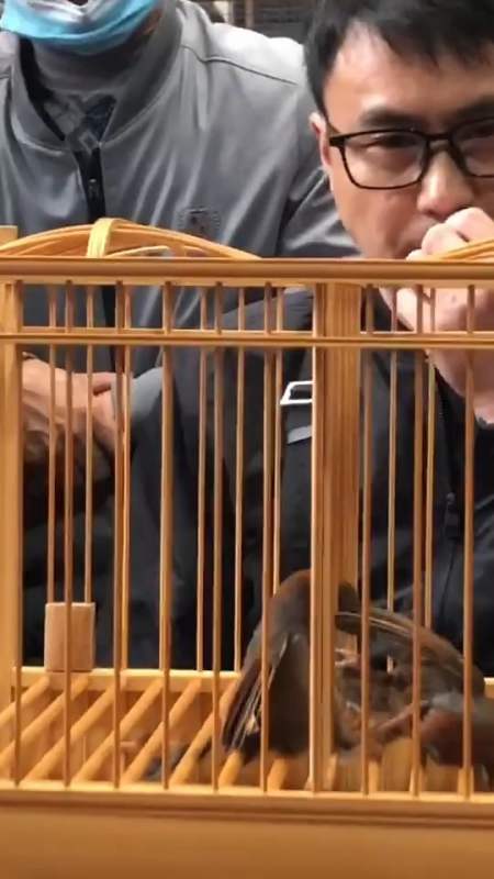 贵州最凶的黄豆鸟打斗图片