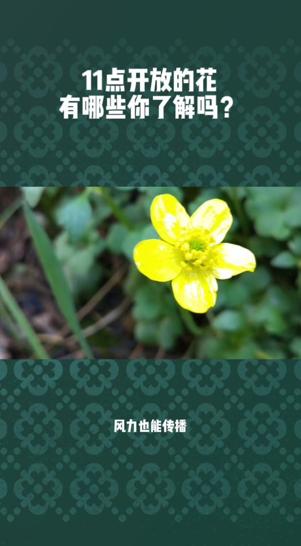 11点开放的花有哪些,你了解吗?
