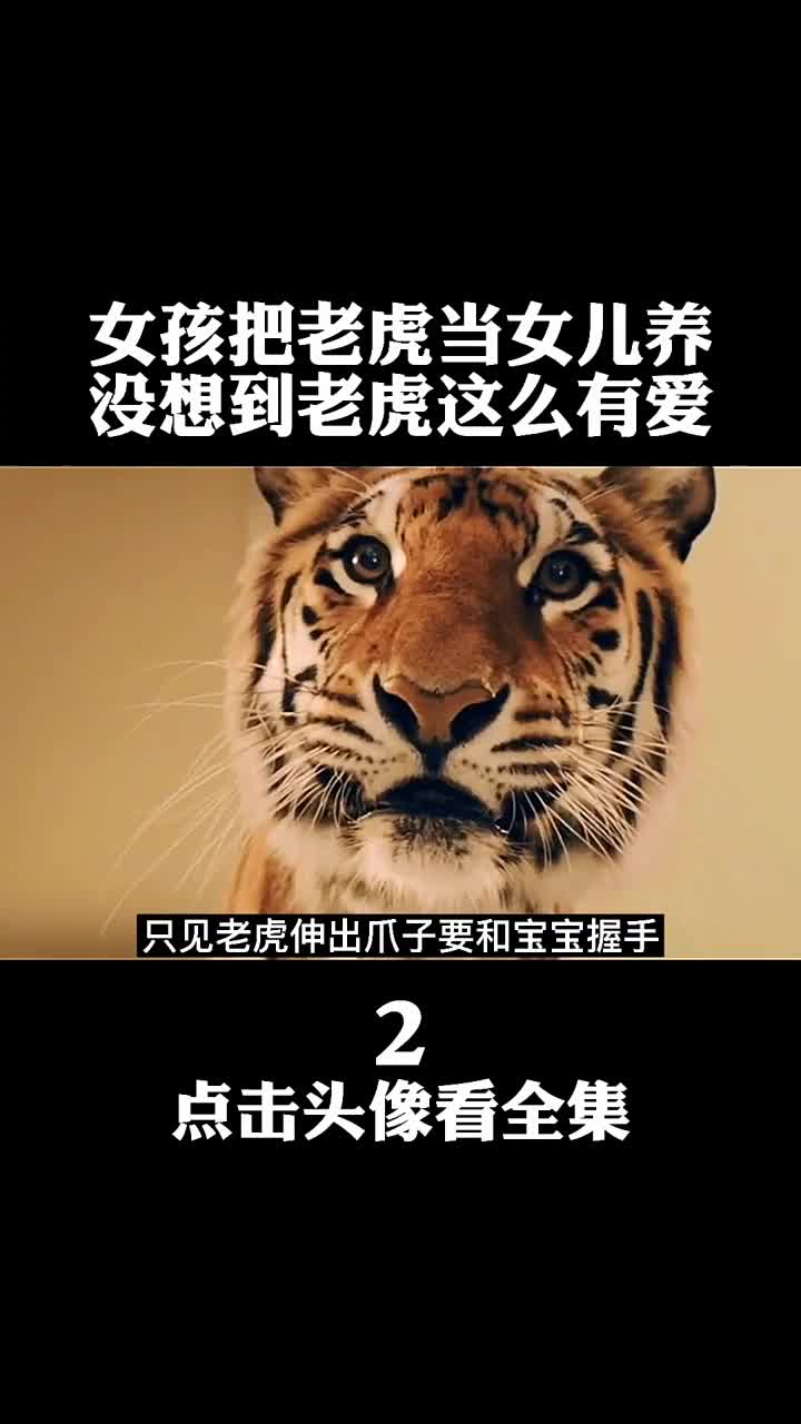 阳光劫匪这么可爱的老虎你想养一只吗