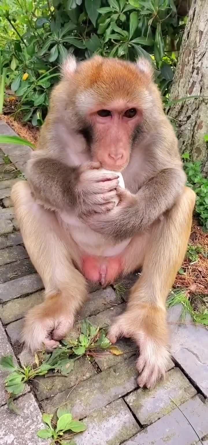 这么大的一个鸡蛋被猴子玩碎了