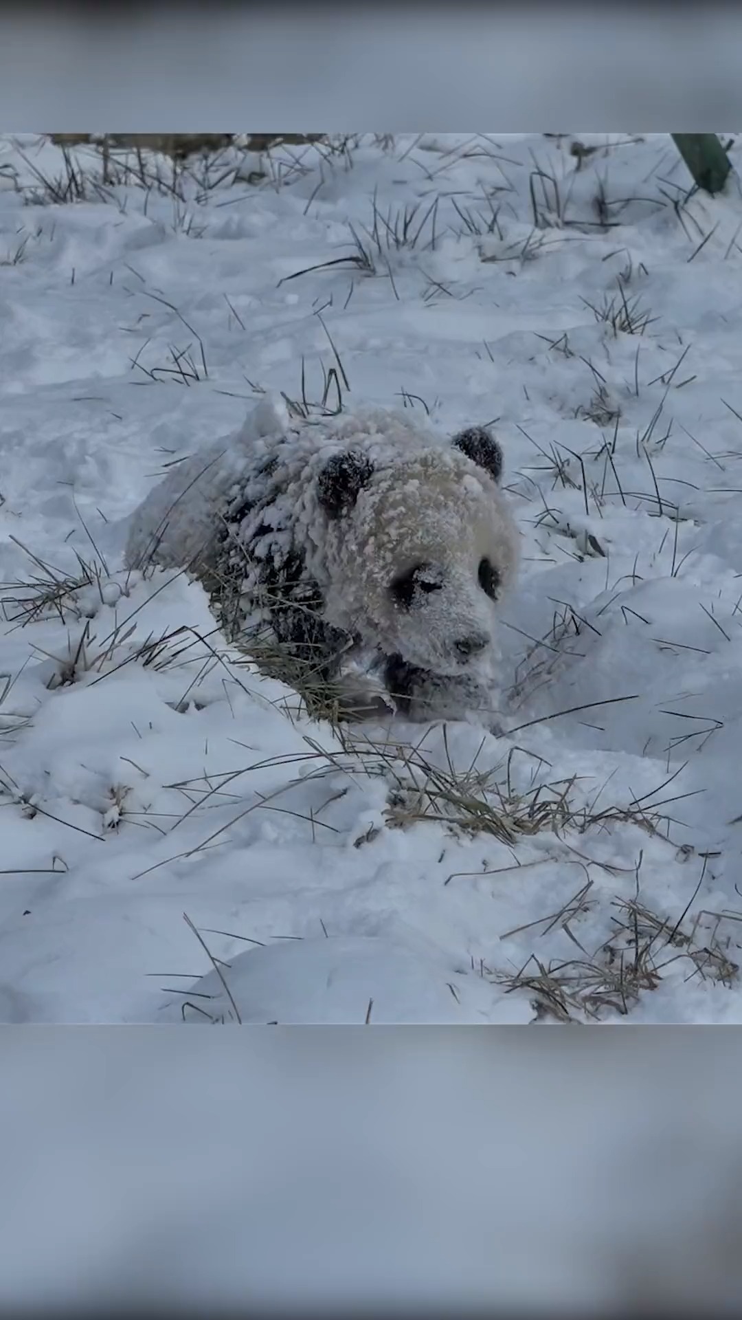 大熊猫下雪图片