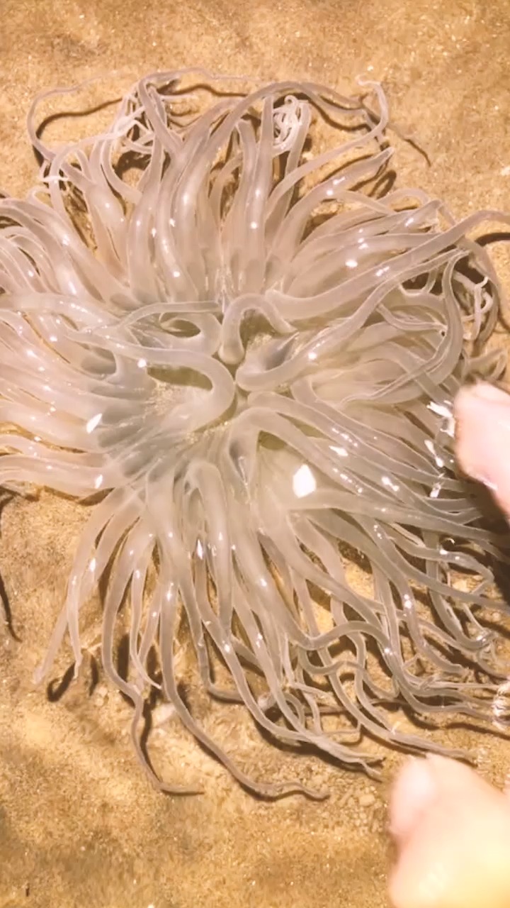 赶海捉海鲜#大潮了出来抓海葵了