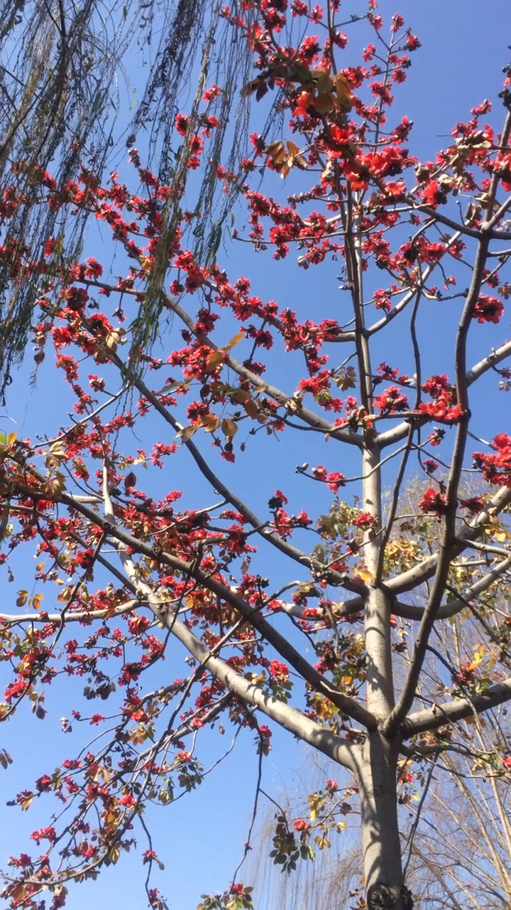 四川美丽的攀枝花树,到处都有人检,掉一朵检一朵.检回去炒腊肉吃
