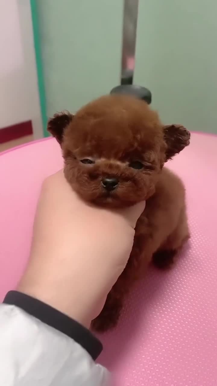 812个半月爆红极品泰迪小妹妹2针疫苗自然飞耳无法形容它有多小喜欢的