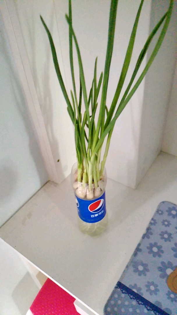 我怎么这么好看#无土栽培大蒜-度小视