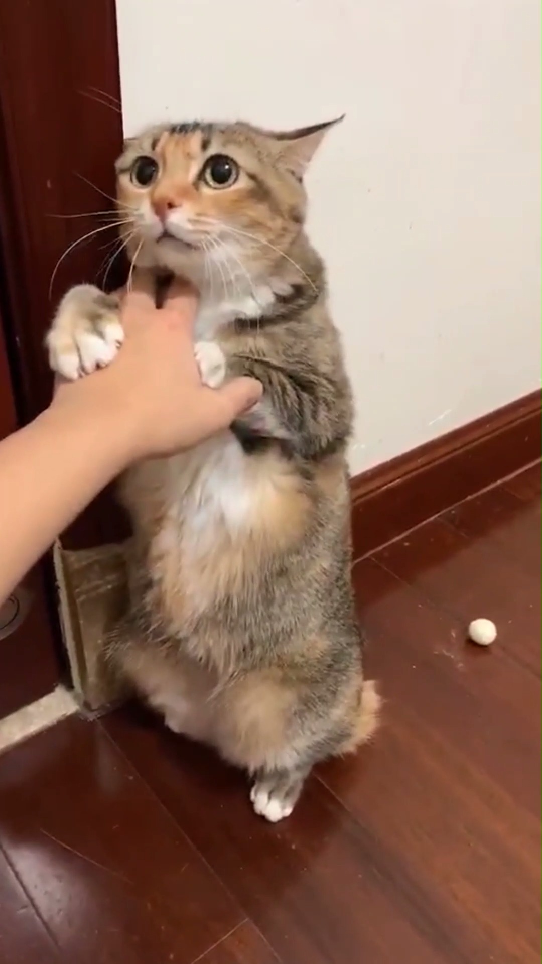 我搞笑你开心#这猫又乖又怂的样子真是太可爱了