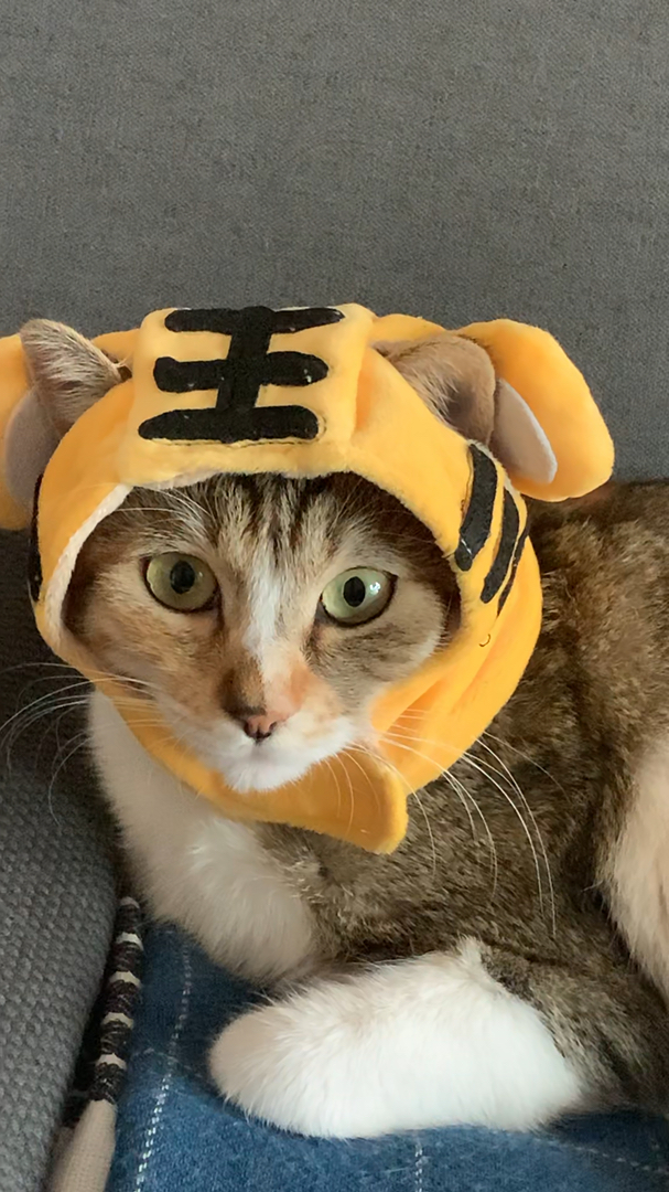 猫#装把可爱小老虎