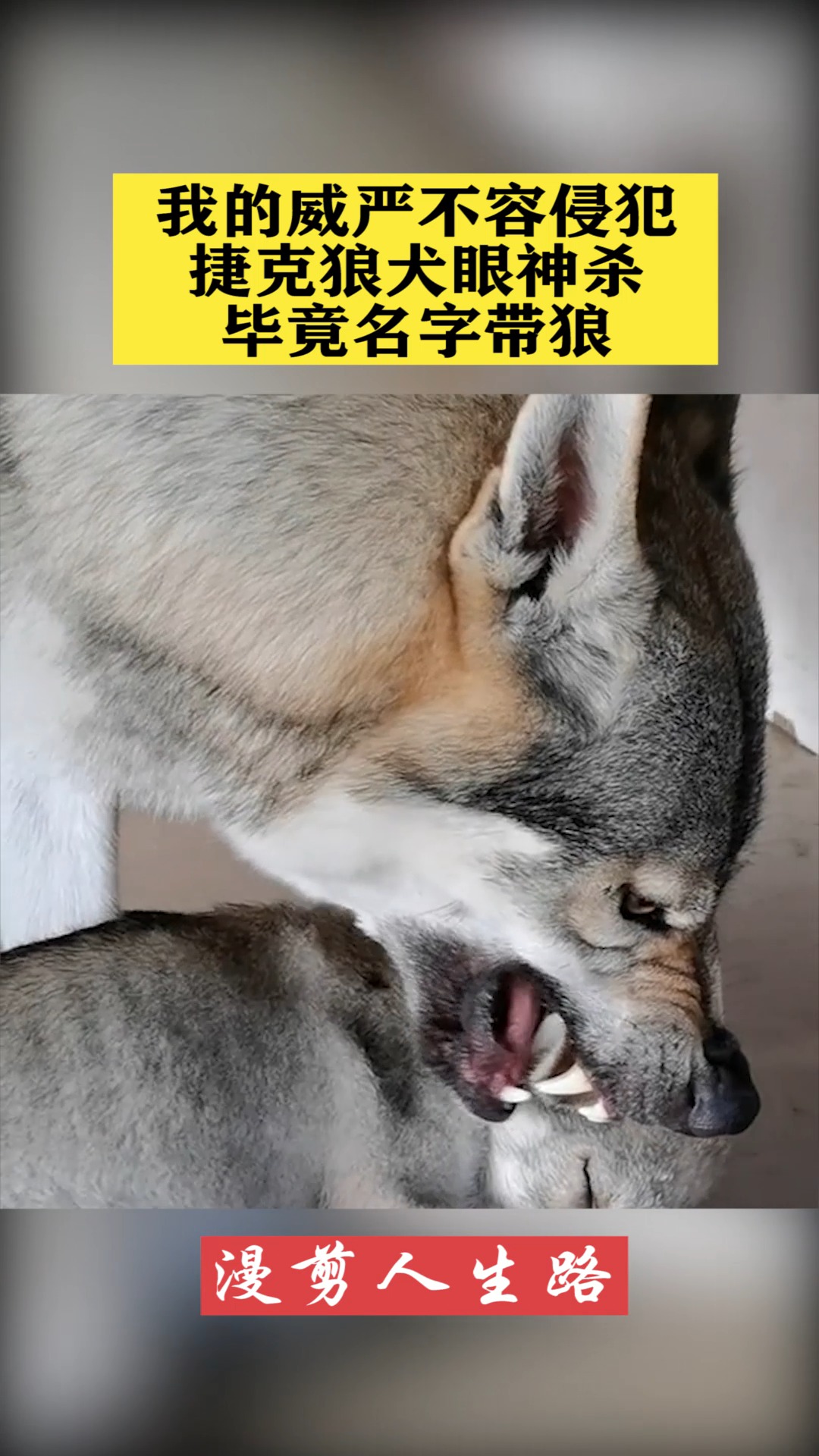 我的威严不容侵犯捷克狼犬眼神杀毕竟名字带狼