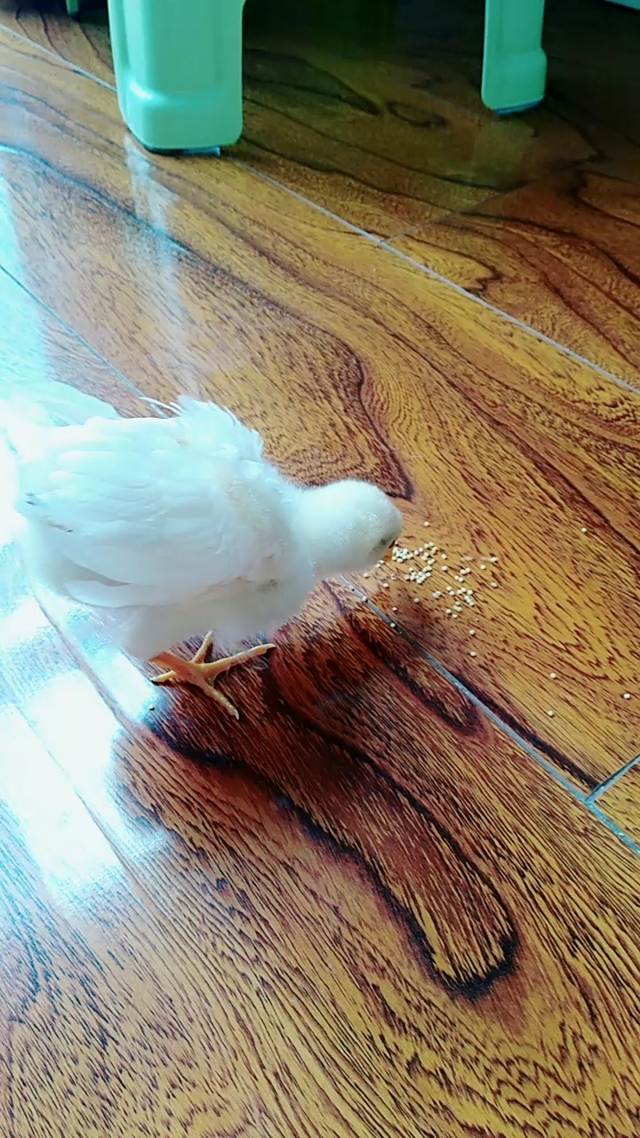 小鸡啄米的时候样子真可爱