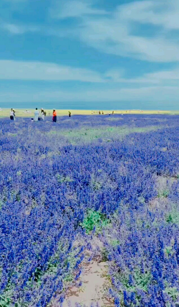深蓝色的花海!喜欢双击一下!