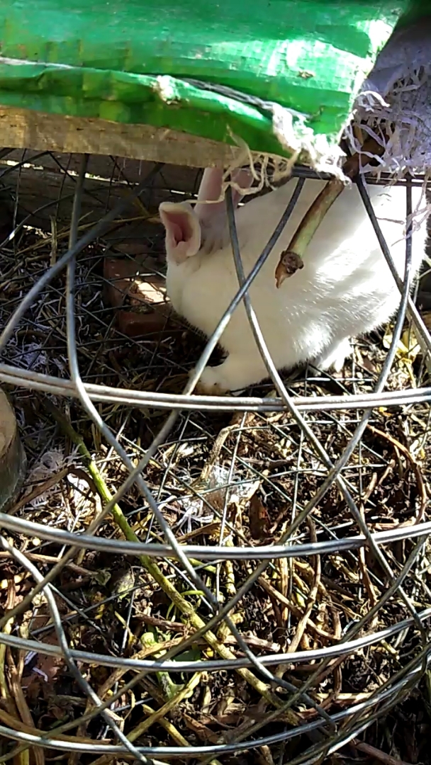 成年公兔,大白兔哦!