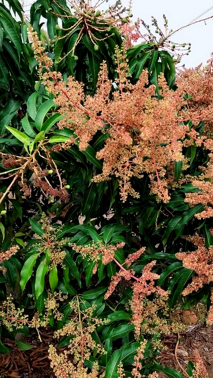 芒果开花出果