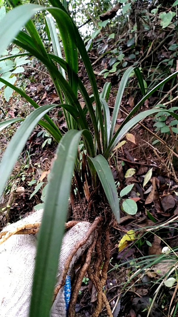 野生下山兰,中矮宽厚叶,叶片油绿质感糯实,株型紧凑美观,朋友们喜欢吗