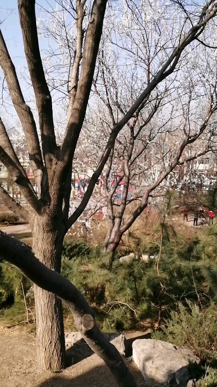 天津珠江公园里