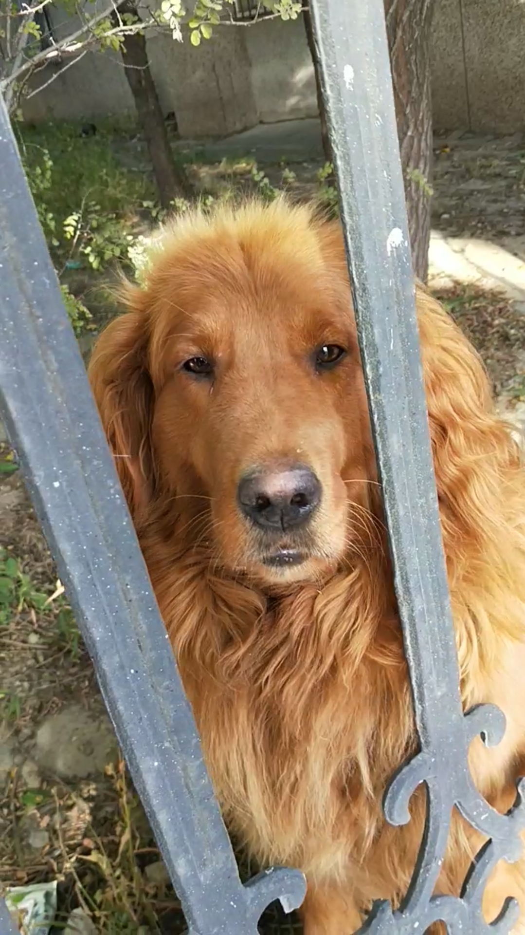 单眼皮的金毛,眼小聚光!